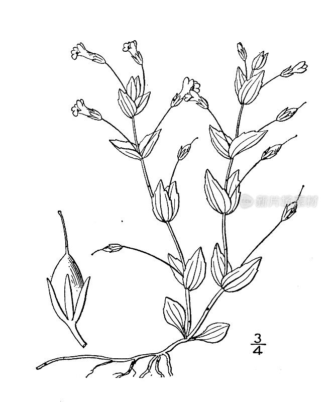 古植物学植物插图:Ilysanthes gratioloides，长柄假蕨